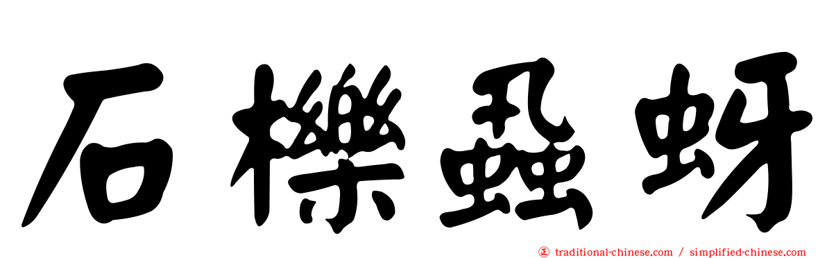 石櫟蝨蚜