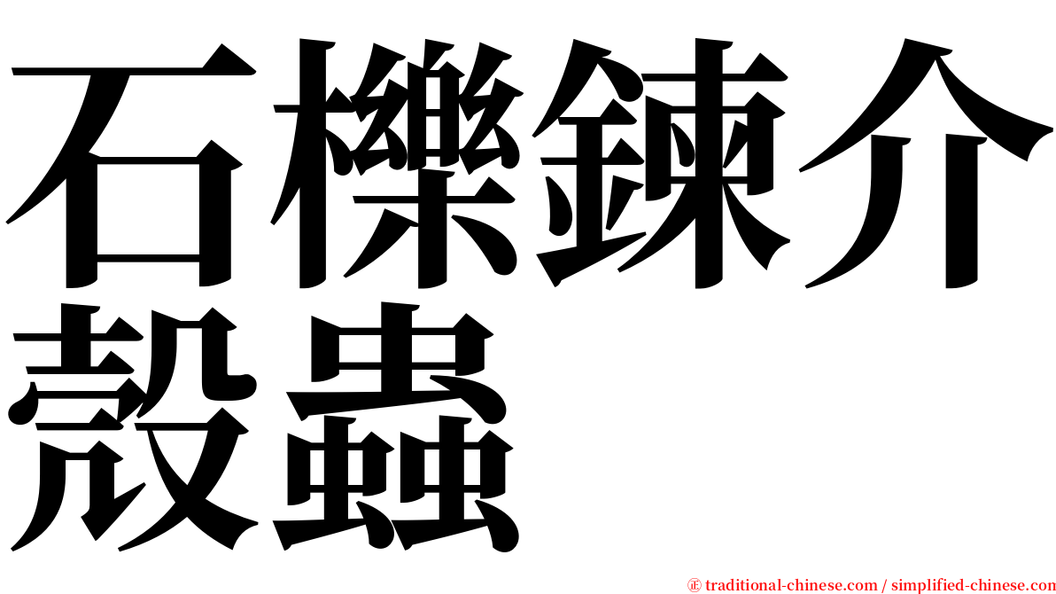 石櫟鍊介殼蟲 serif font