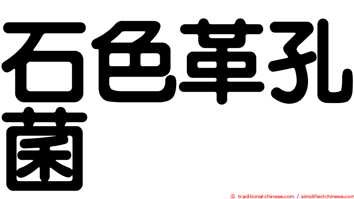 石色革孔菌
