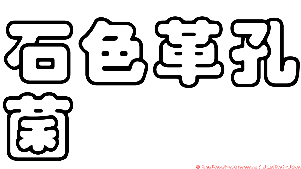 石色革孔菌