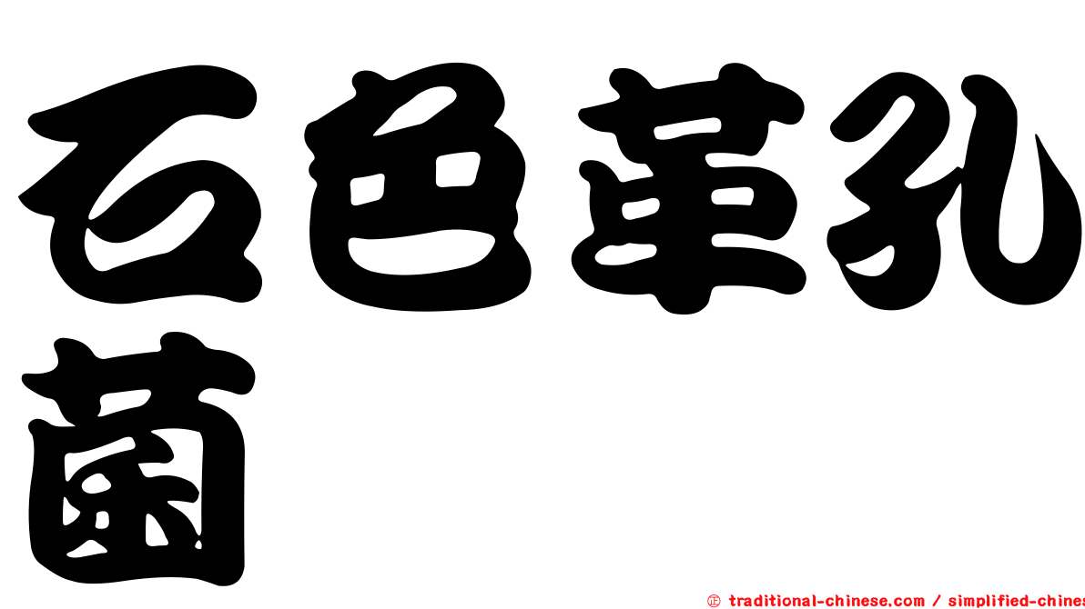 石色革孔菌