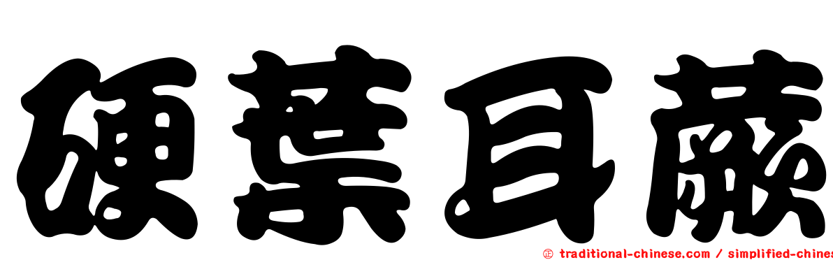 硬葉耳蕨