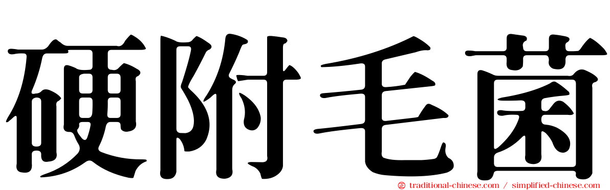 硬附毛菌