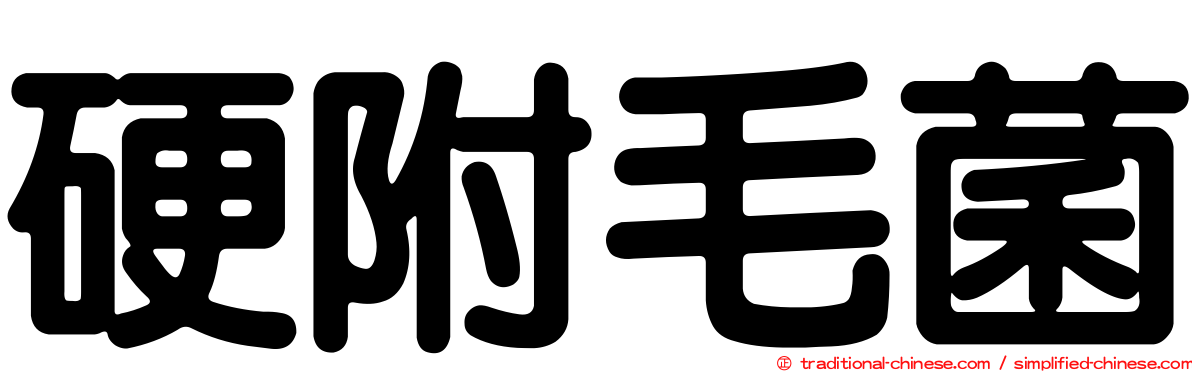 硬附毛菌