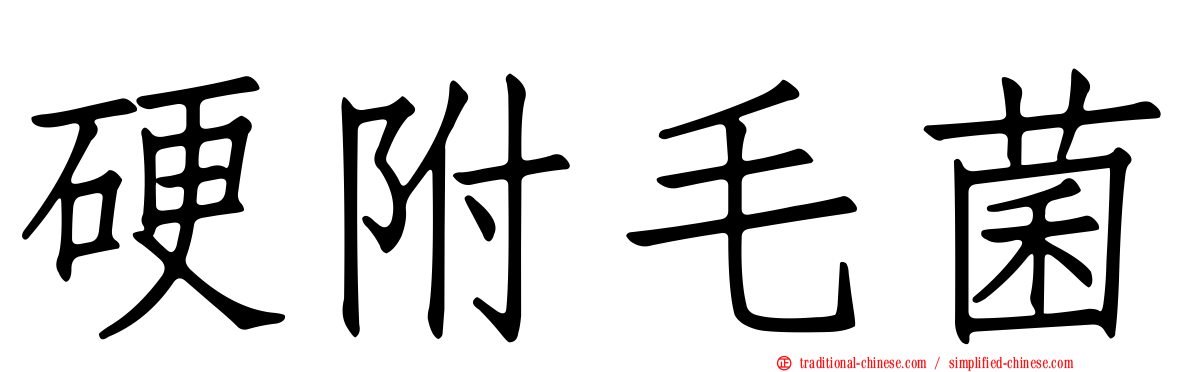 硬附毛菌