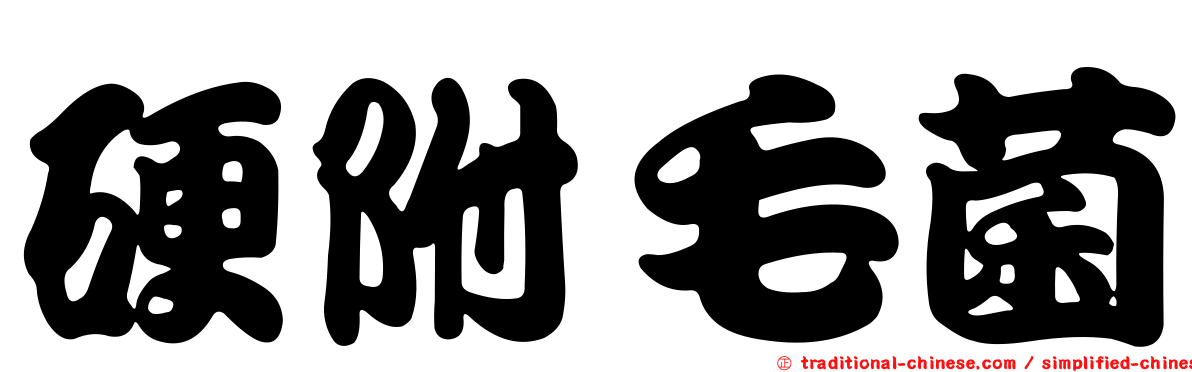 硬附毛菌