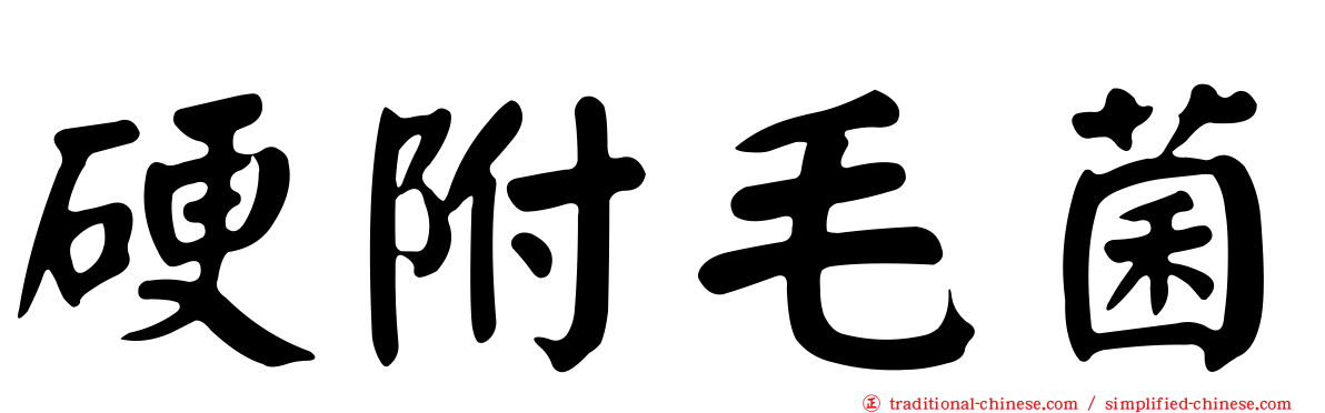 硬附毛菌