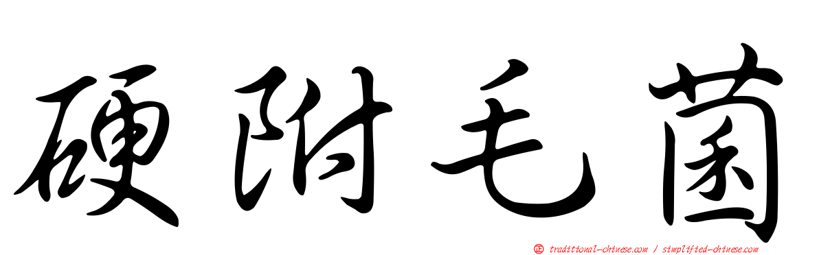 硬附毛菌