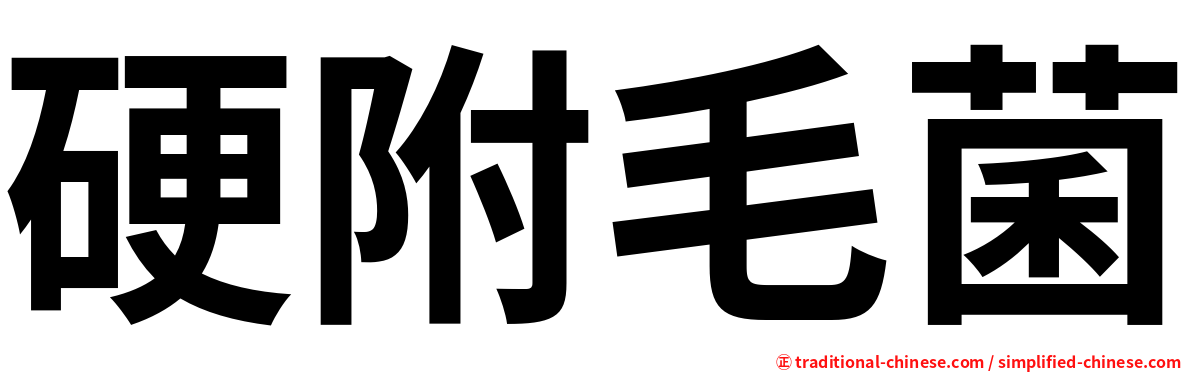 硬附毛菌
