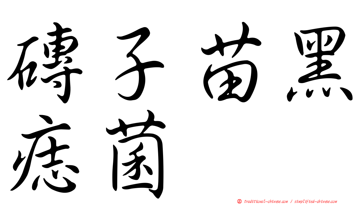 磚子苗黑痣菌