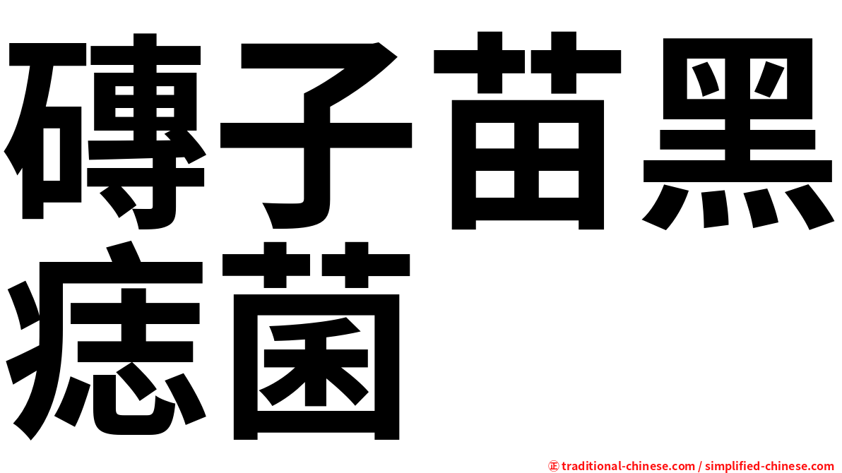 磚子苗黑痣菌