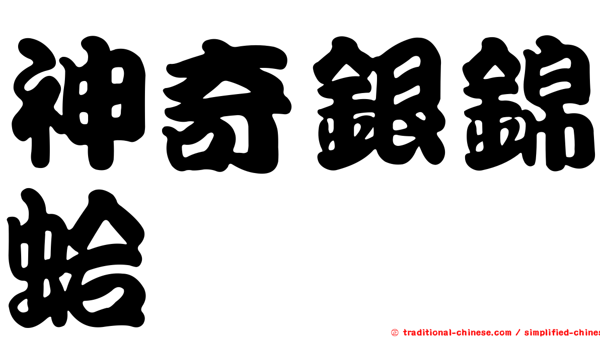 神奇銀錦蛤