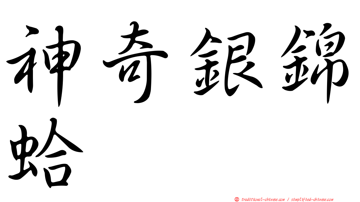 神奇銀錦蛤