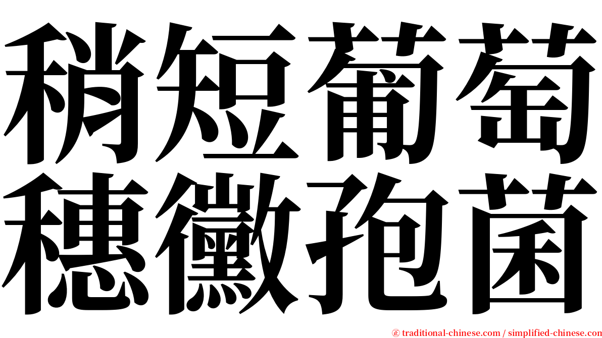 稍短葡萄穗黴孢菌 serif font