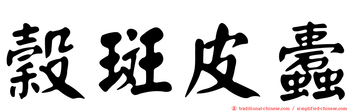 穀斑皮蠹