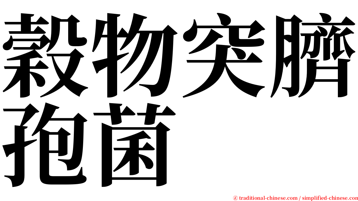 穀物突臍孢菌 serif font