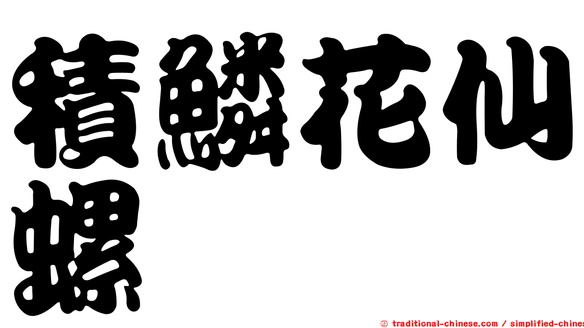 積鱗花仙螺