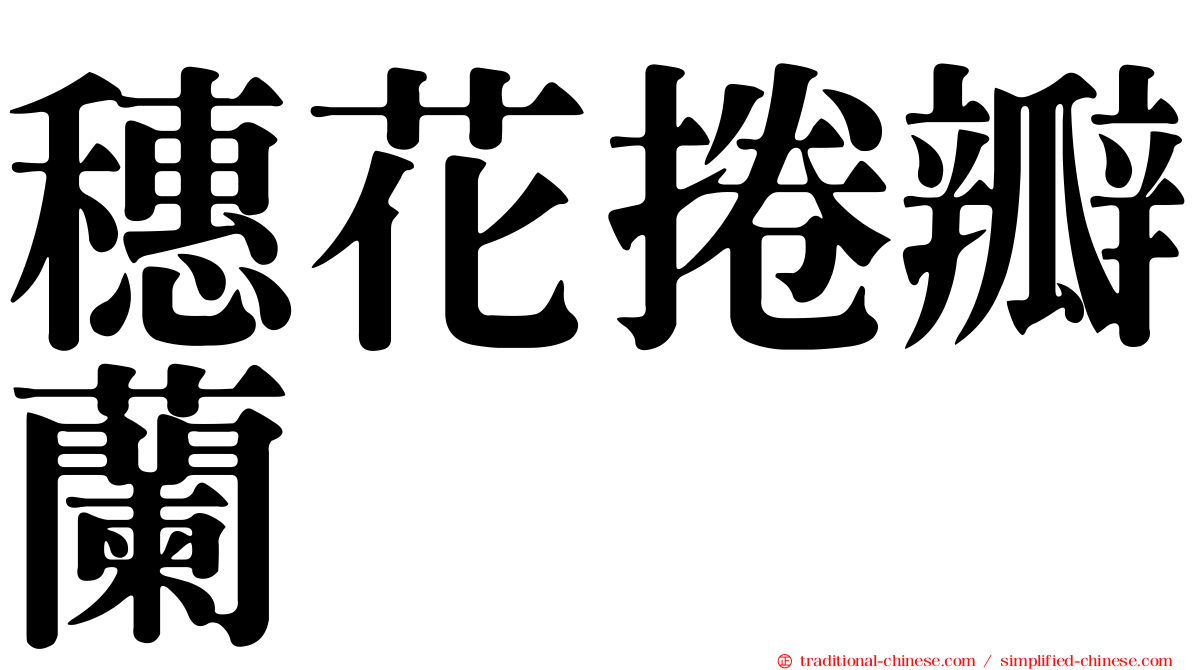 穗花捲瓣蘭