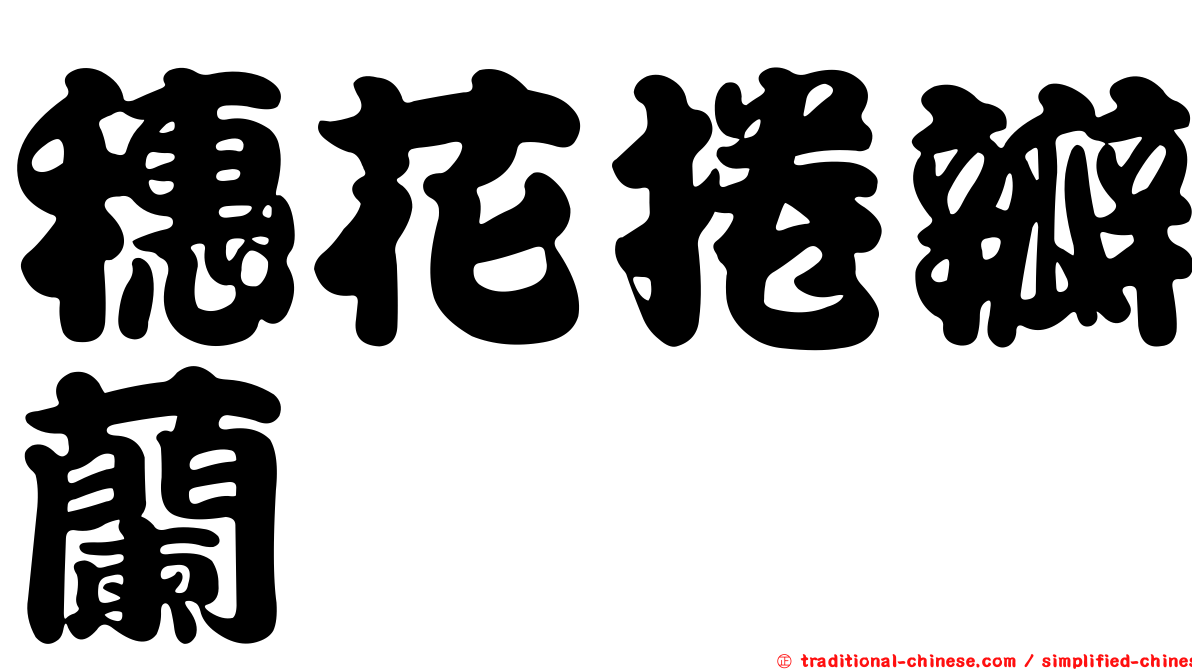 穗花捲瓣蘭