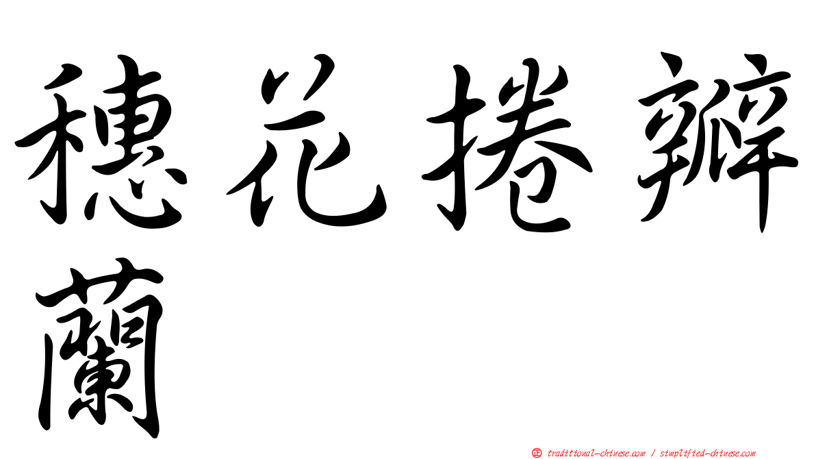 穗花捲瓣蘭