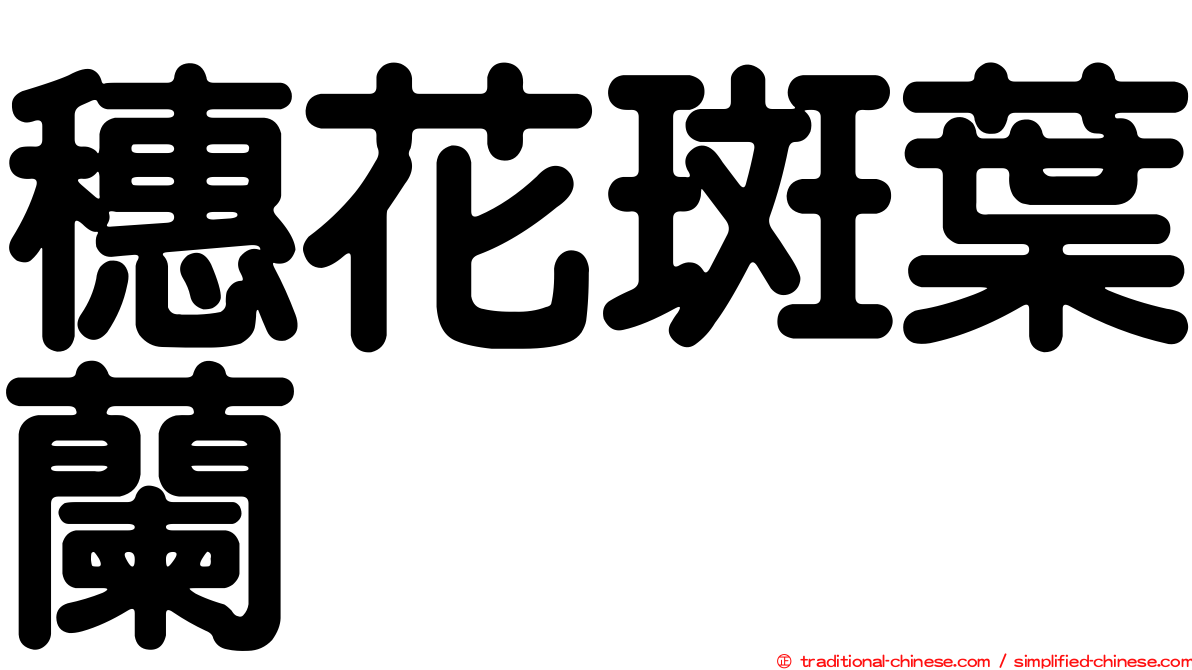 穗花斑葉蘭