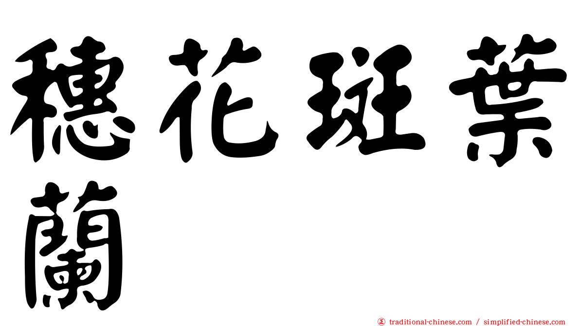 穗花斑葉蘭