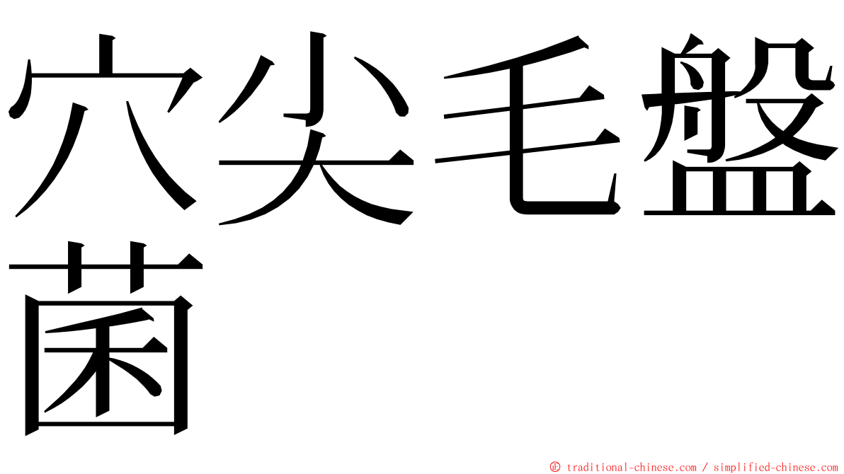 穴尖毛盤菌 ming font