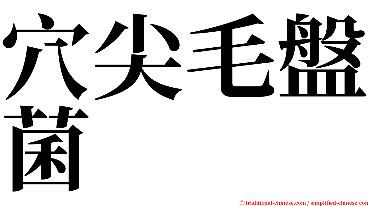 穴尖毛盤菌 serif font