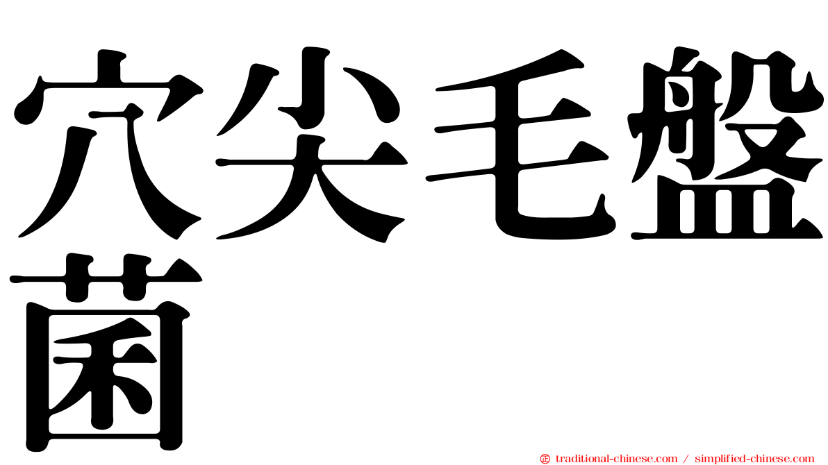 穴尖毛盤菌