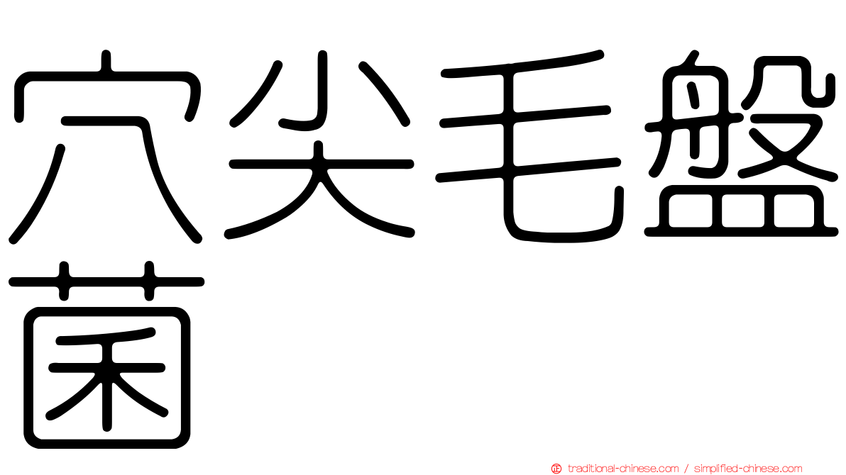 穴尖毛盤菌