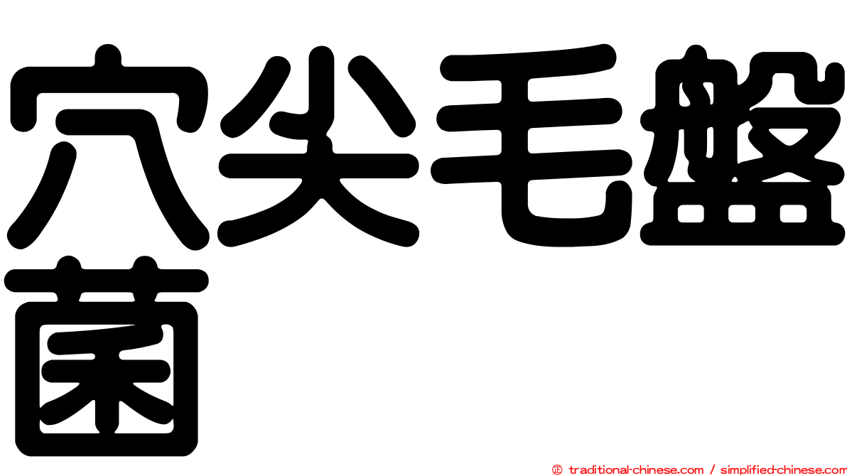穴尖毛盤菌