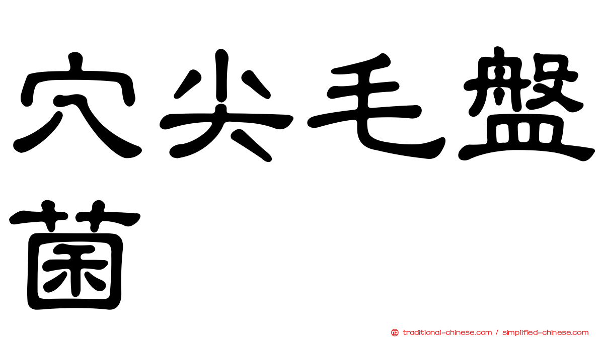 穴尖毛盤菌