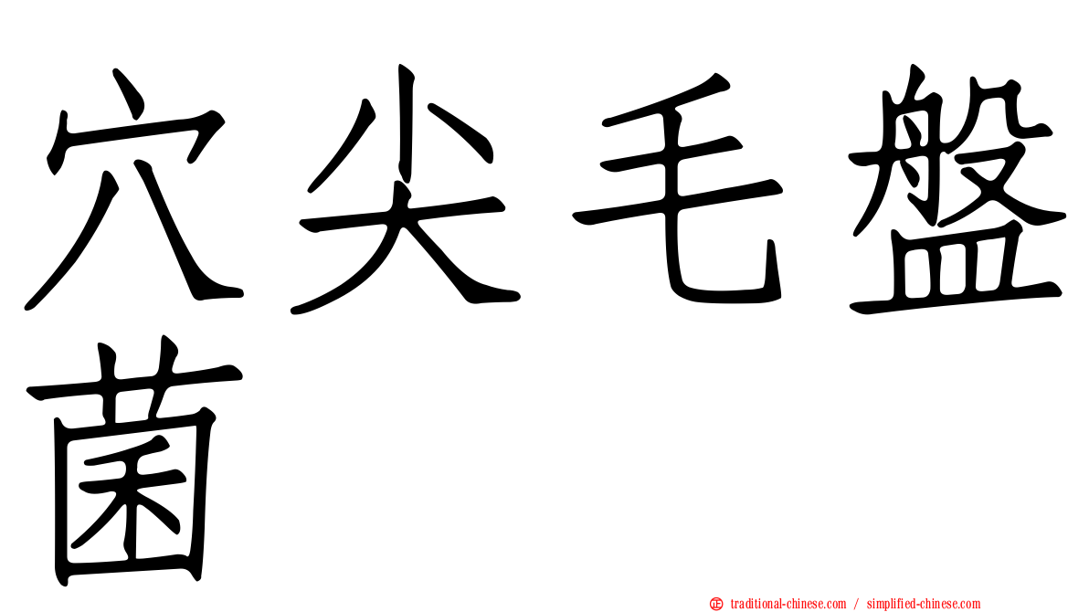 穴尖毛盤菌