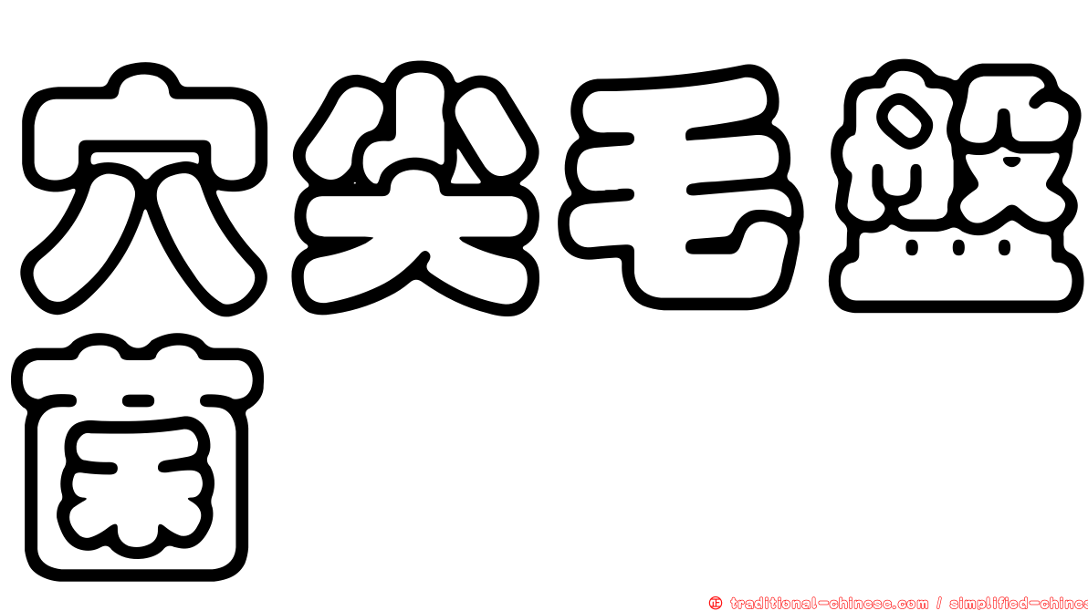 穴尖毛盤菌