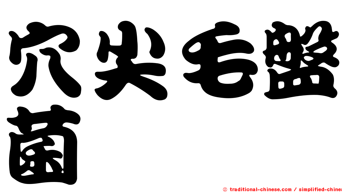 穴尖毛盤菌