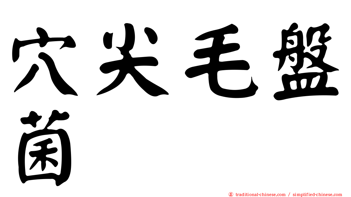 穴尖毛盤菌