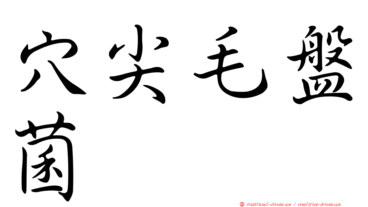 穴尖毛盤菌