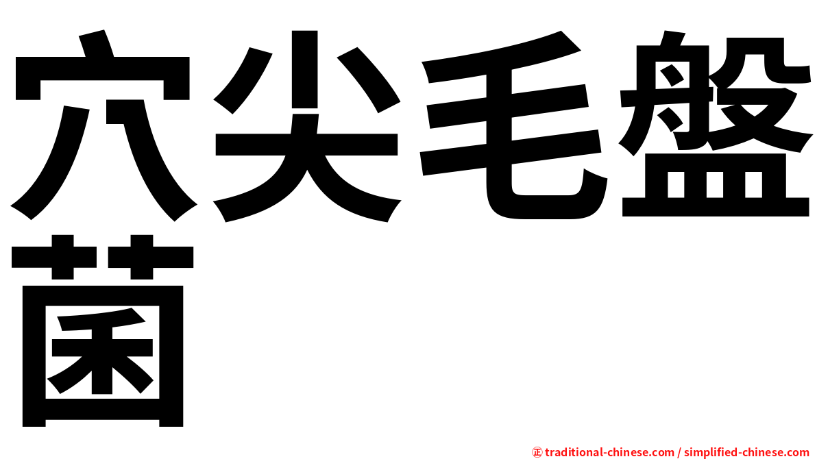 穴尖毛盤菌