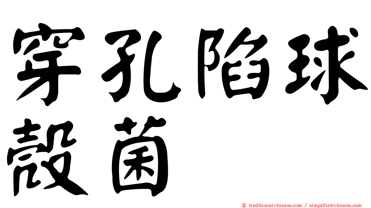 穿孔陷球殼菌