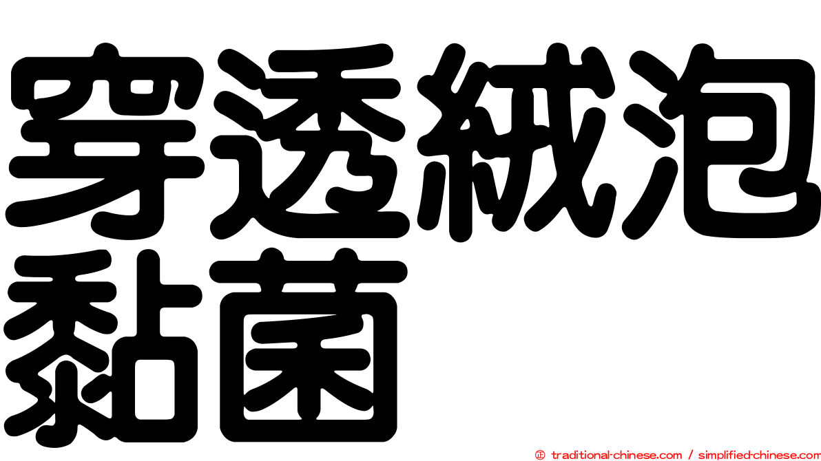 穿透絨泡黏菌