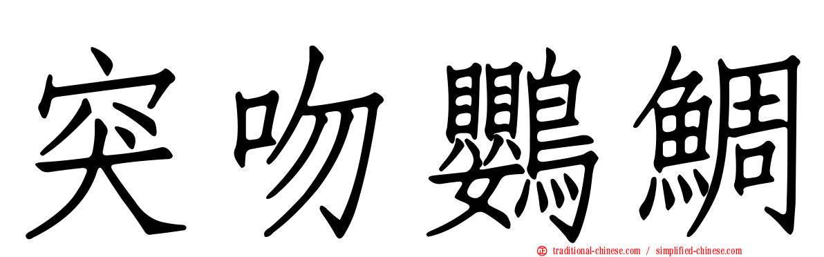 突吻鸚鯛