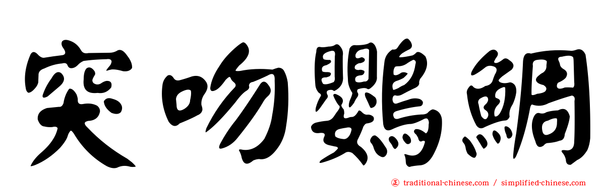 突吻鸚鯛