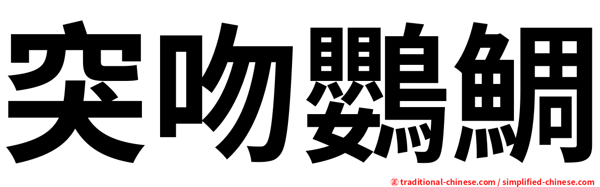 突吻鸚鯛