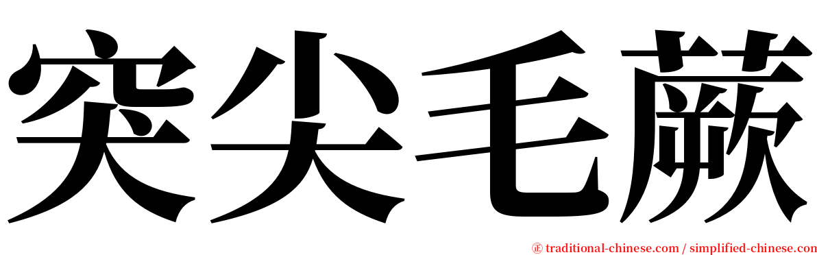 突尖毛蕨 serif font