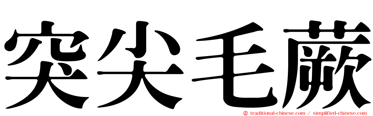 突尖毛蕨