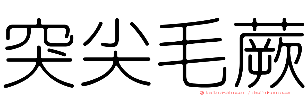 突尖毛蕨