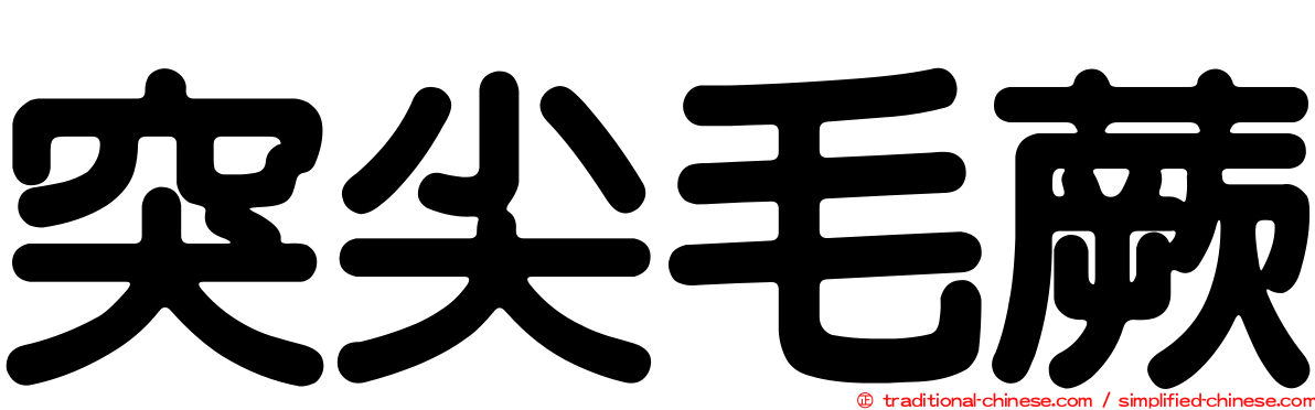 突尖毛蕨
