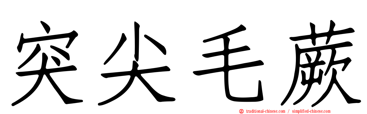 突尖毛蕨