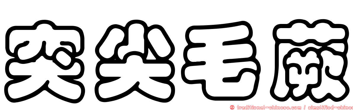 突尖毛蕨