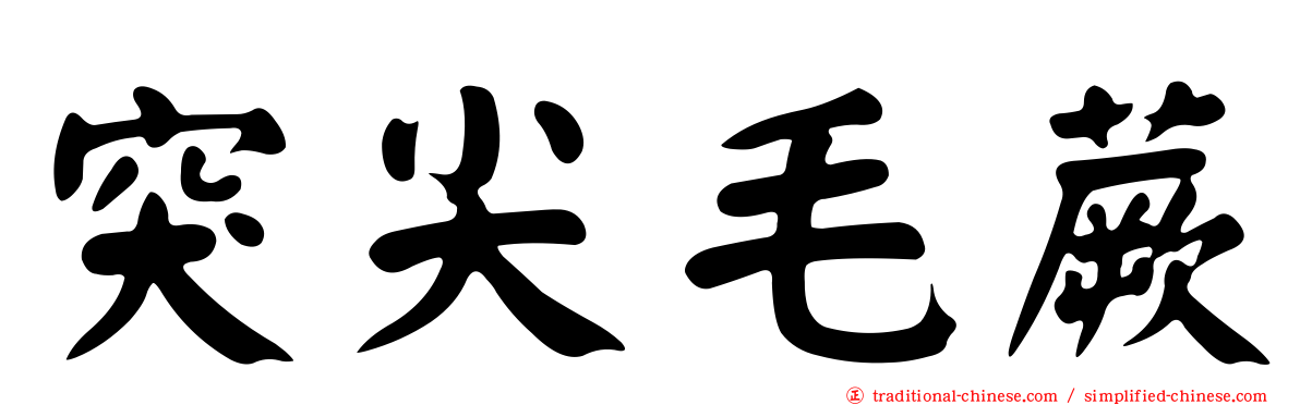 突尖毛蕨